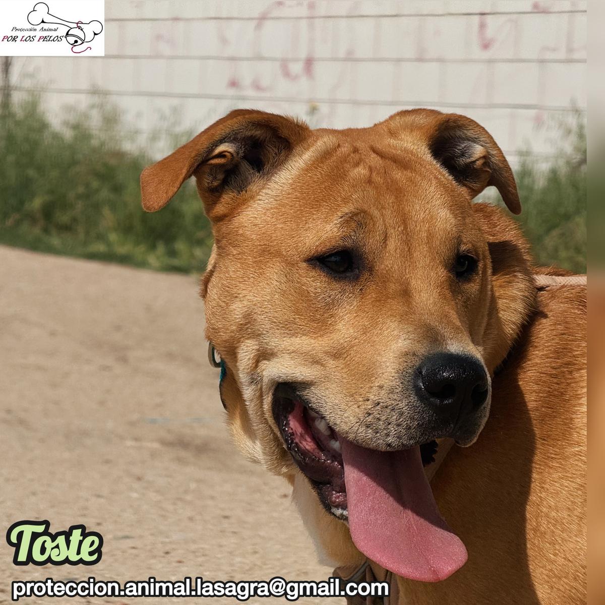 Toste (1/9)