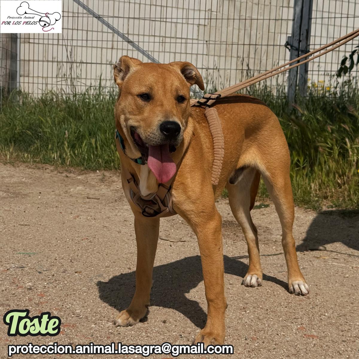 Toste (3/9)