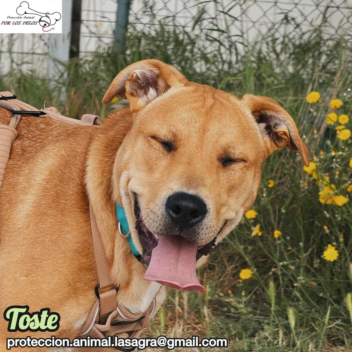 Toste (4/9)