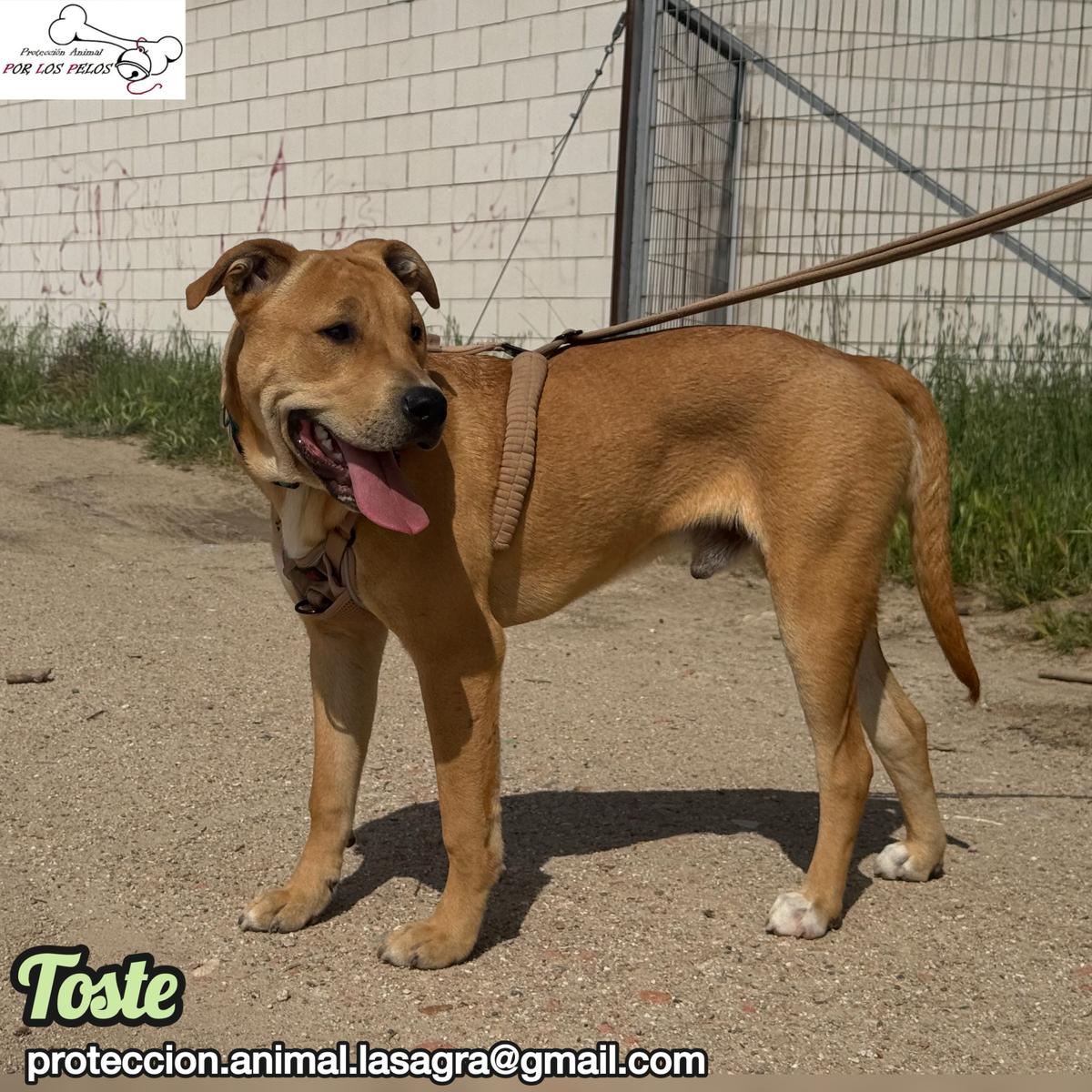 Toste (5/9)