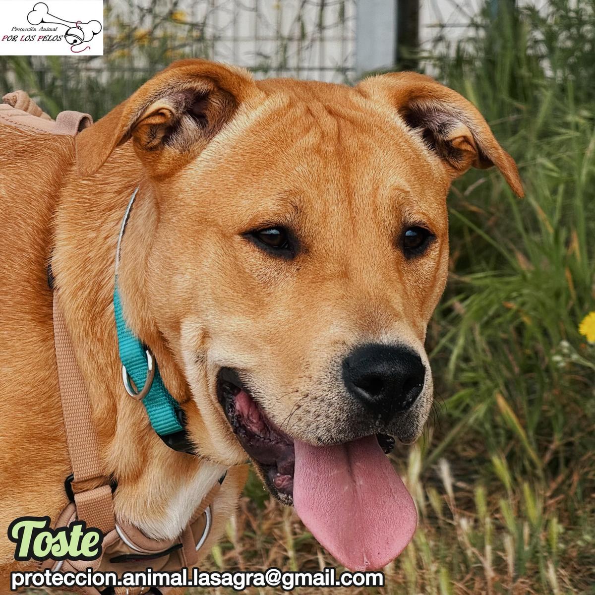 Toste (6/9)