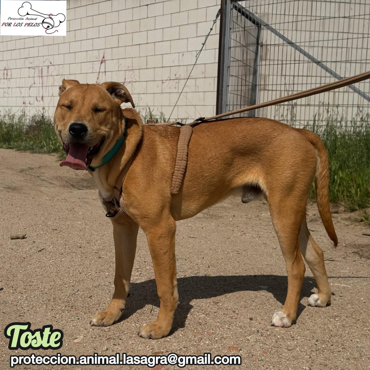 Toste (7/9)
