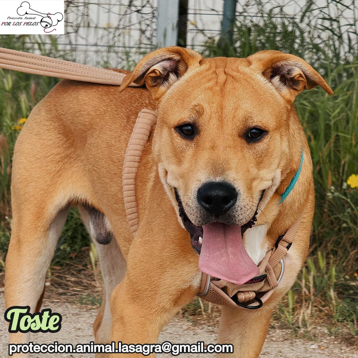 Toste (8/9)