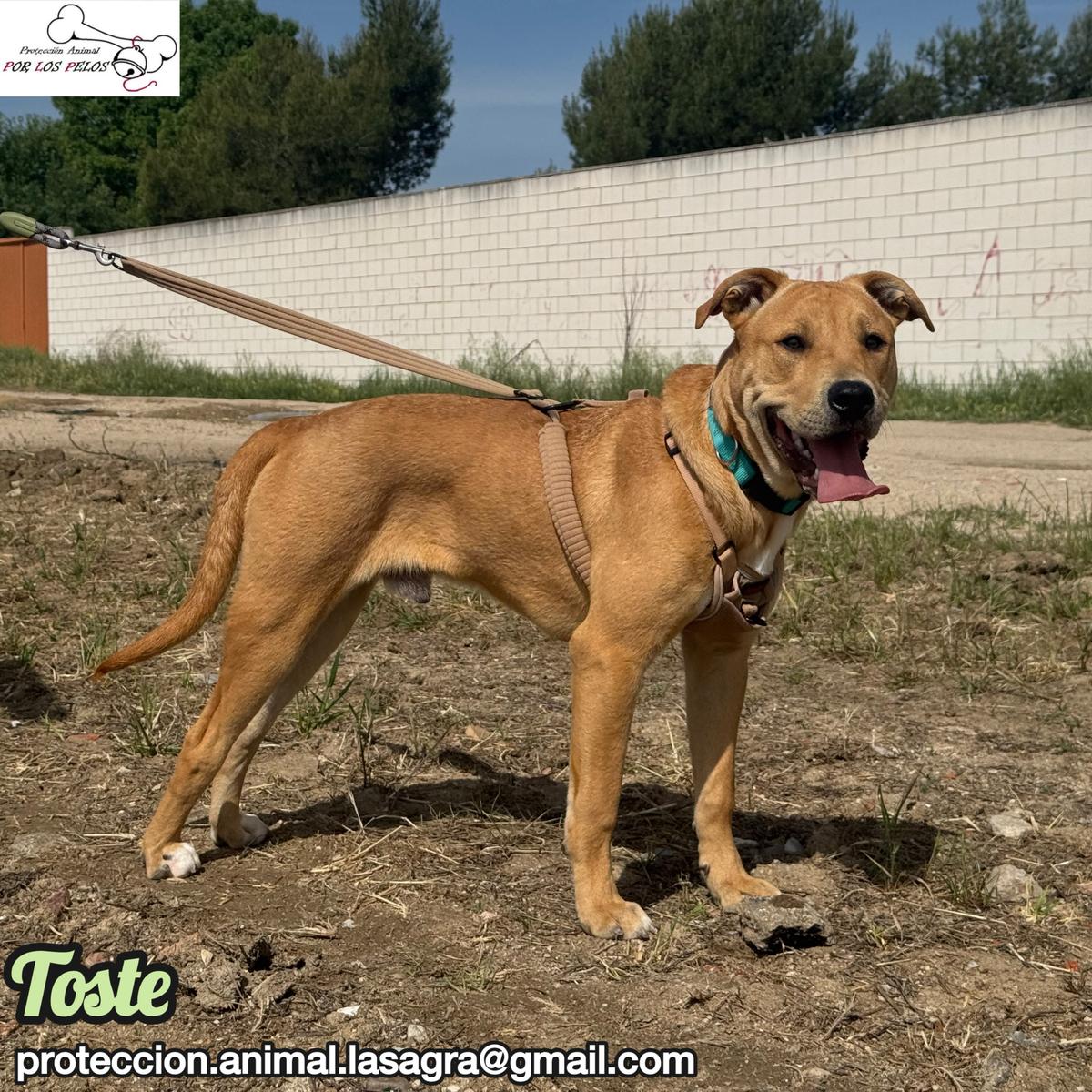 Toste (9/9)