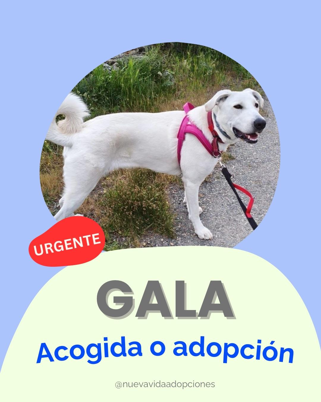 Gala (1/2)