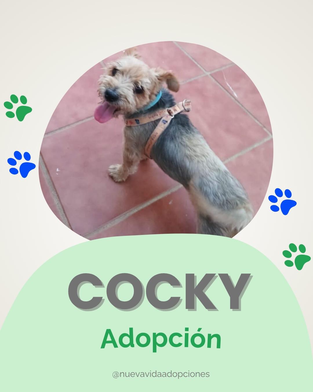 COCKY YORKY (1/3)