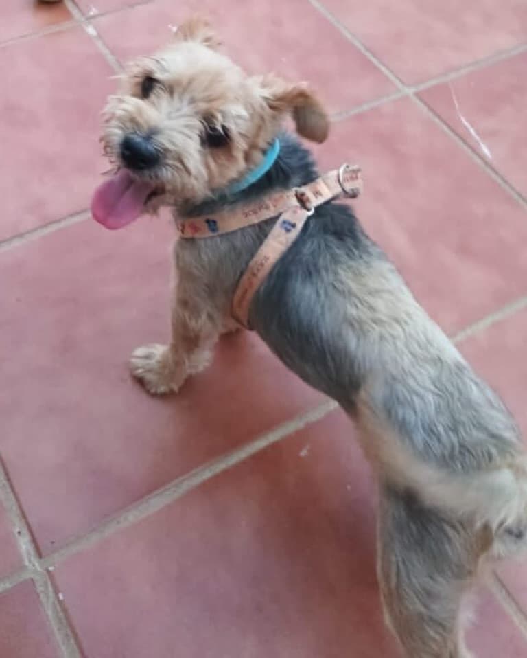COCKY YORKY (3/3)
