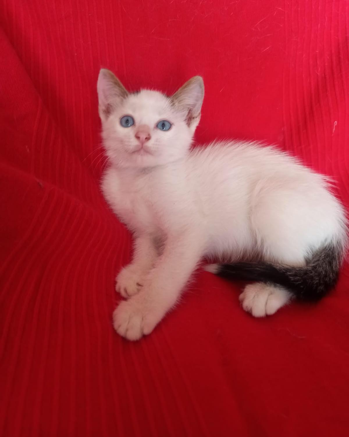 Mochi (2/5)