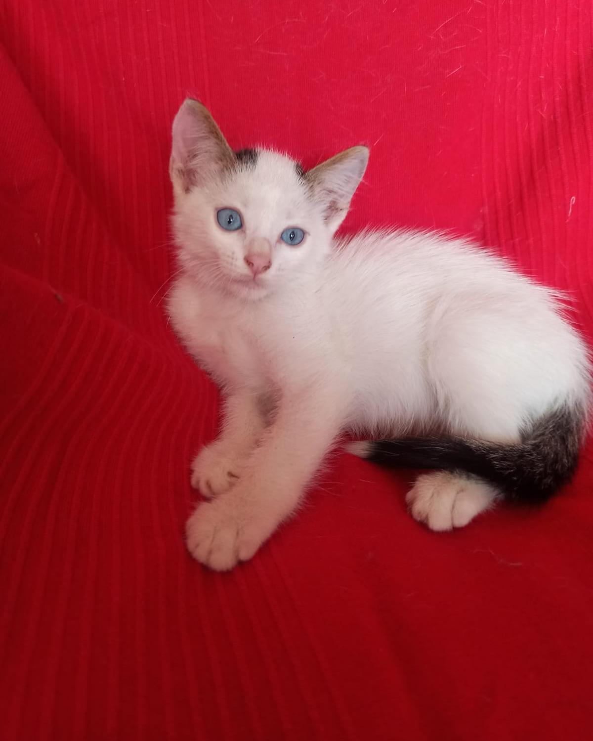 Mochi (5/5)
