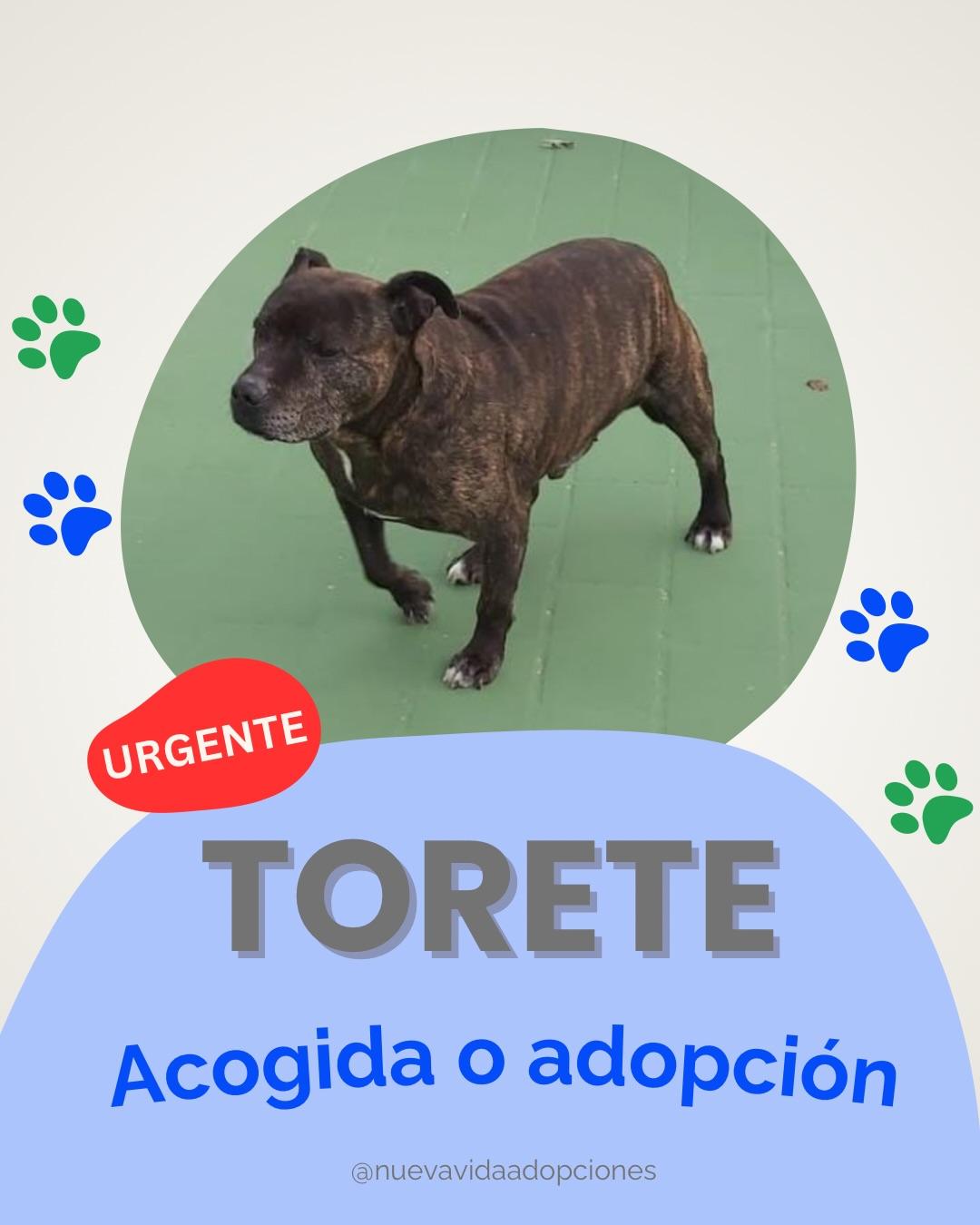 TORETE (1/5)
