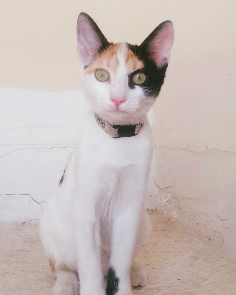 Pipa