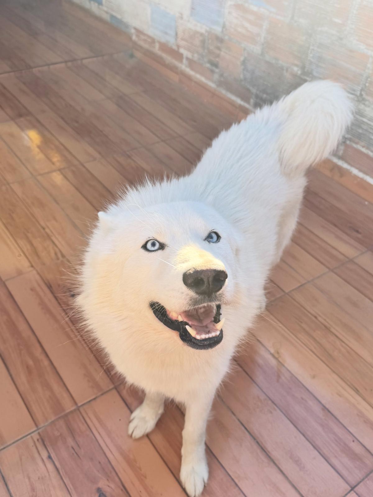 Lobito (3/6)