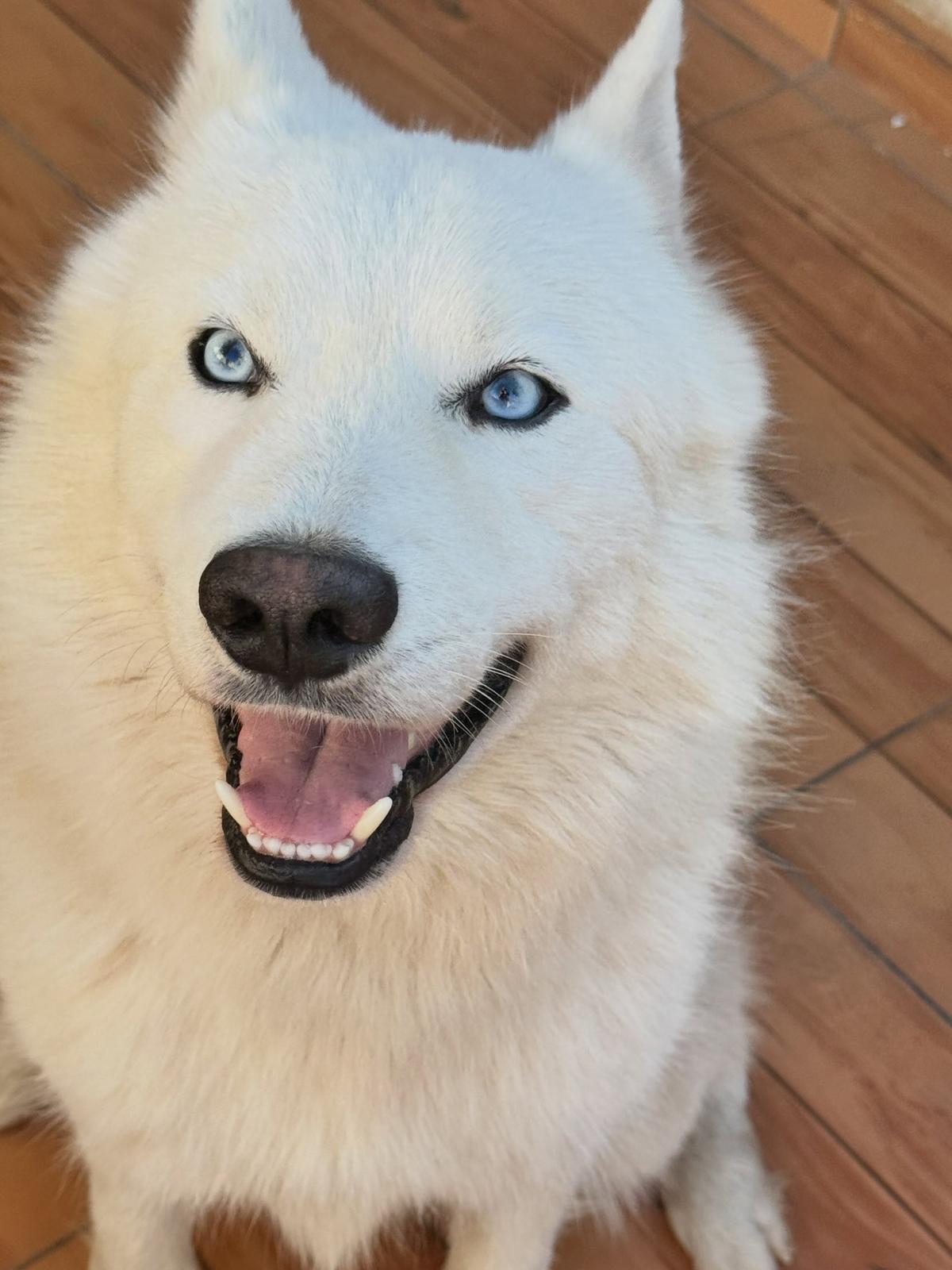 Lobito (4/6)