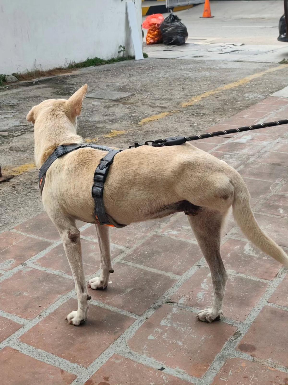 La Mochis (8/11)