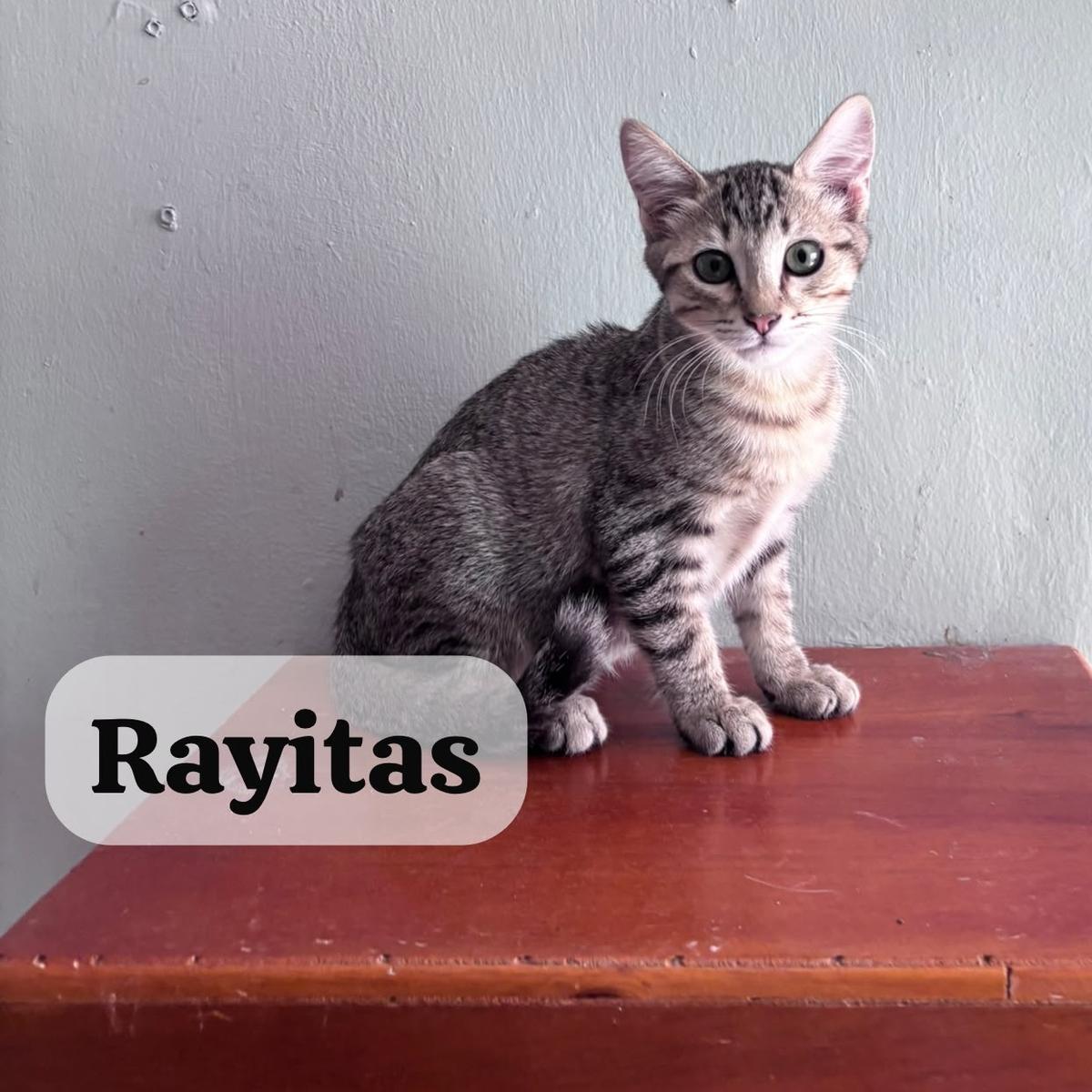 Ratoncito, Cachi, Rayitas (2/4)