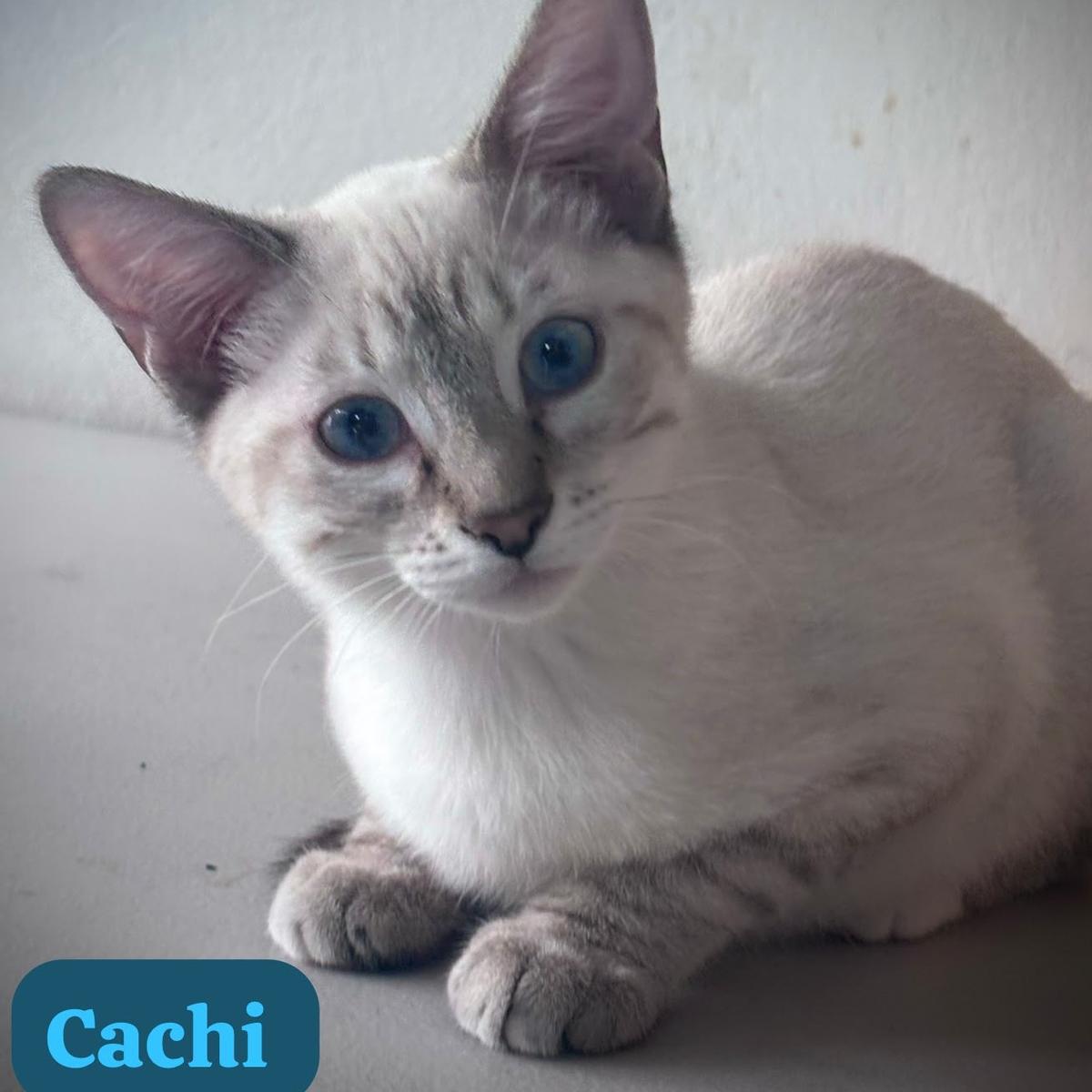 Ratoncito, Cachi, Rayitas (3/4)
