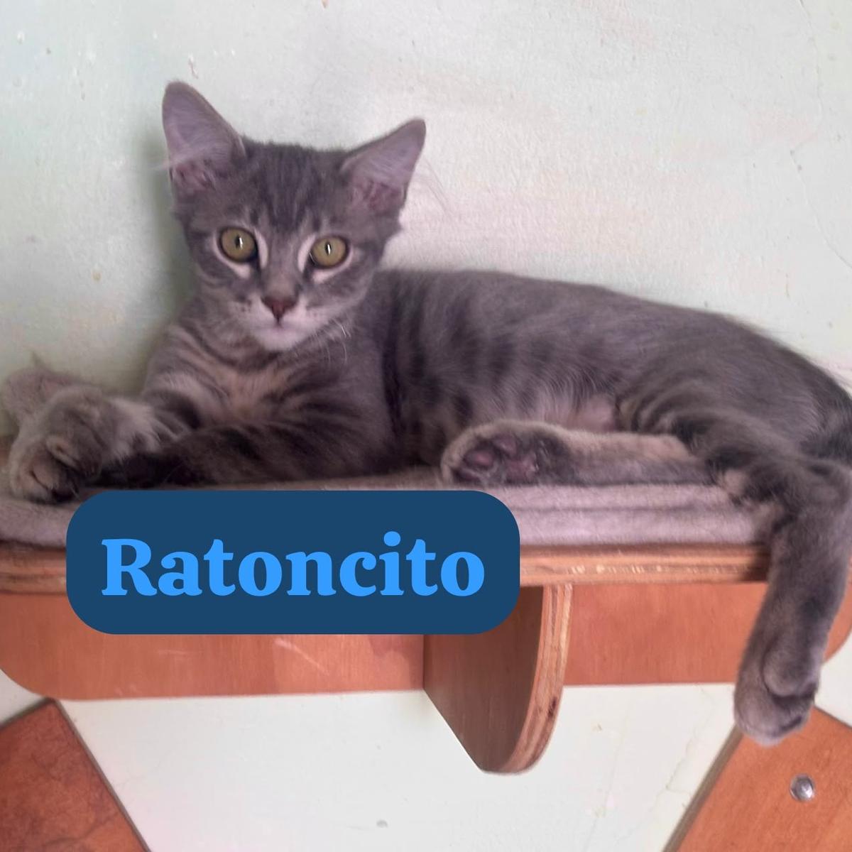 Ratoncito, Cachi, Rayitas (4/4)