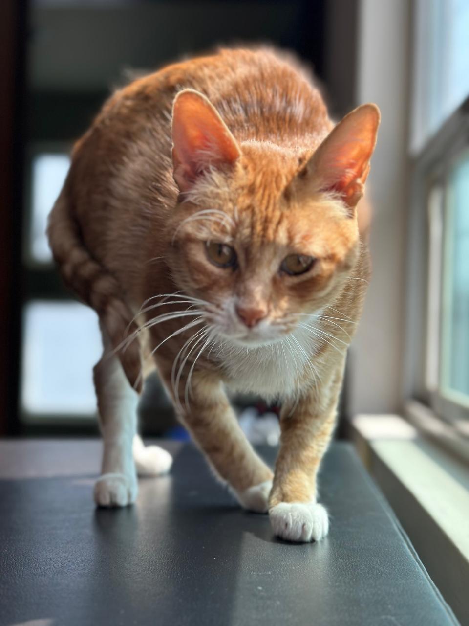 Mérida, Timmy (2/5)
