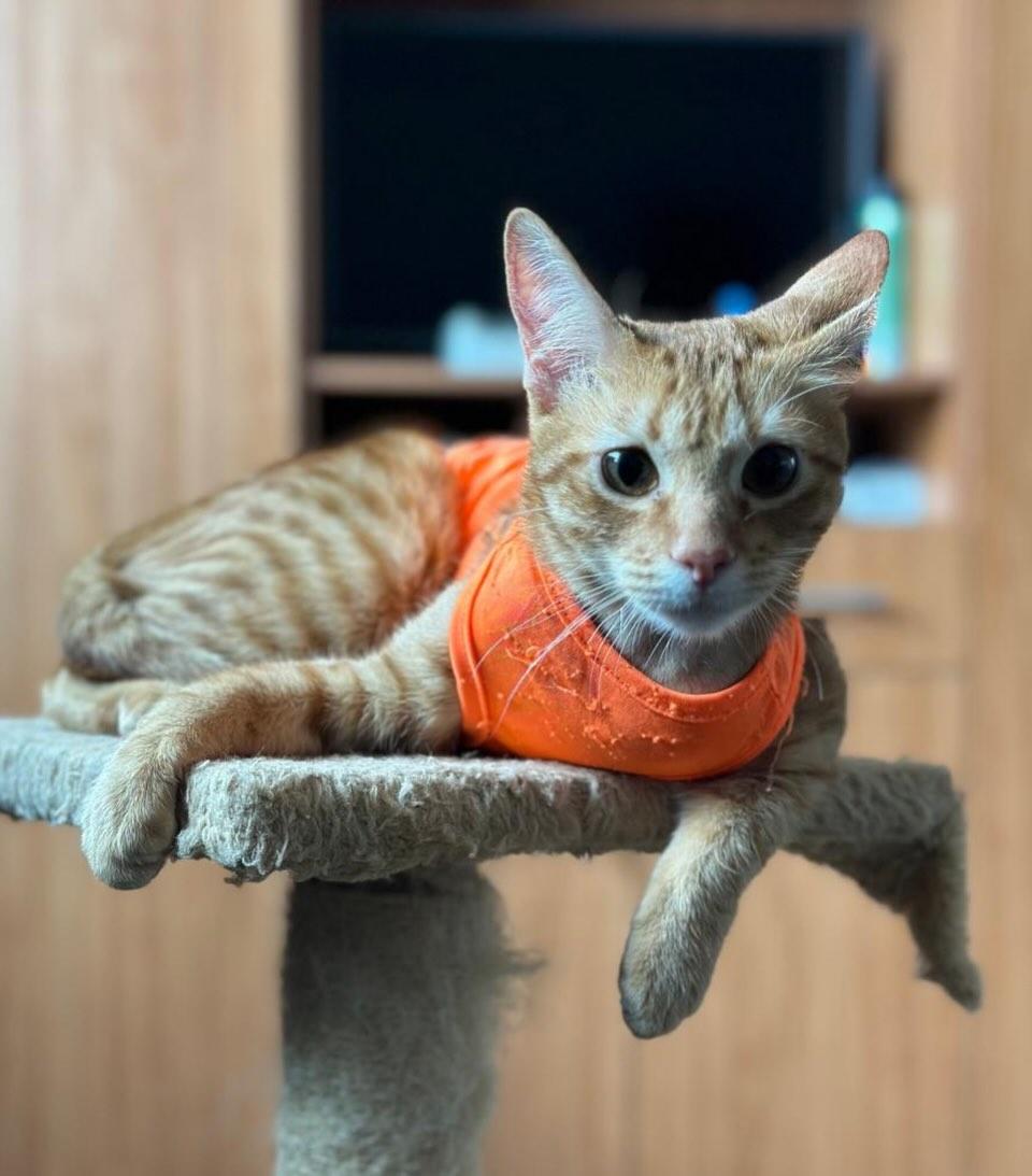 Mérida, Timmy (3/5)