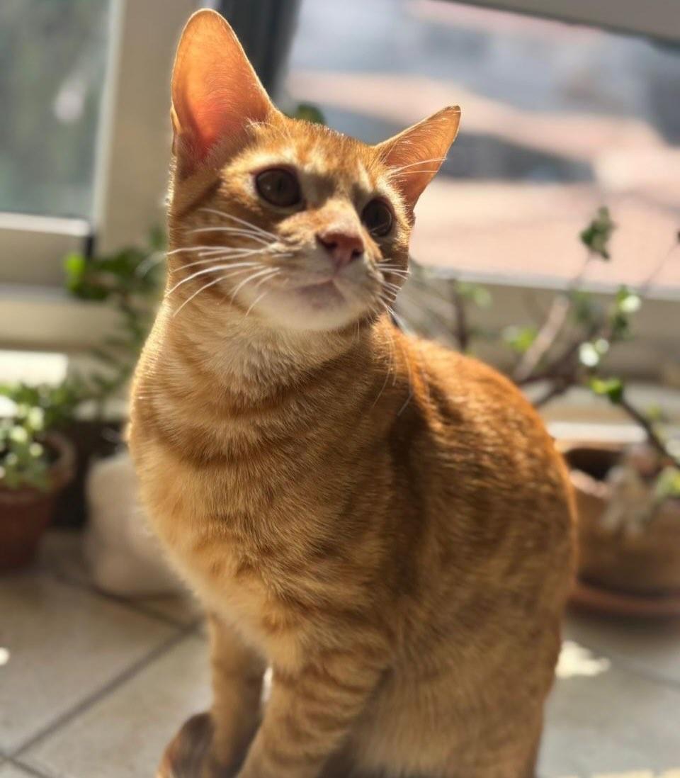 Mérida, Timmy (5/5)