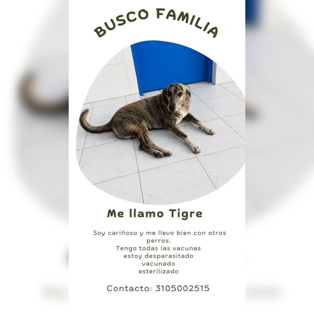 Tigre
