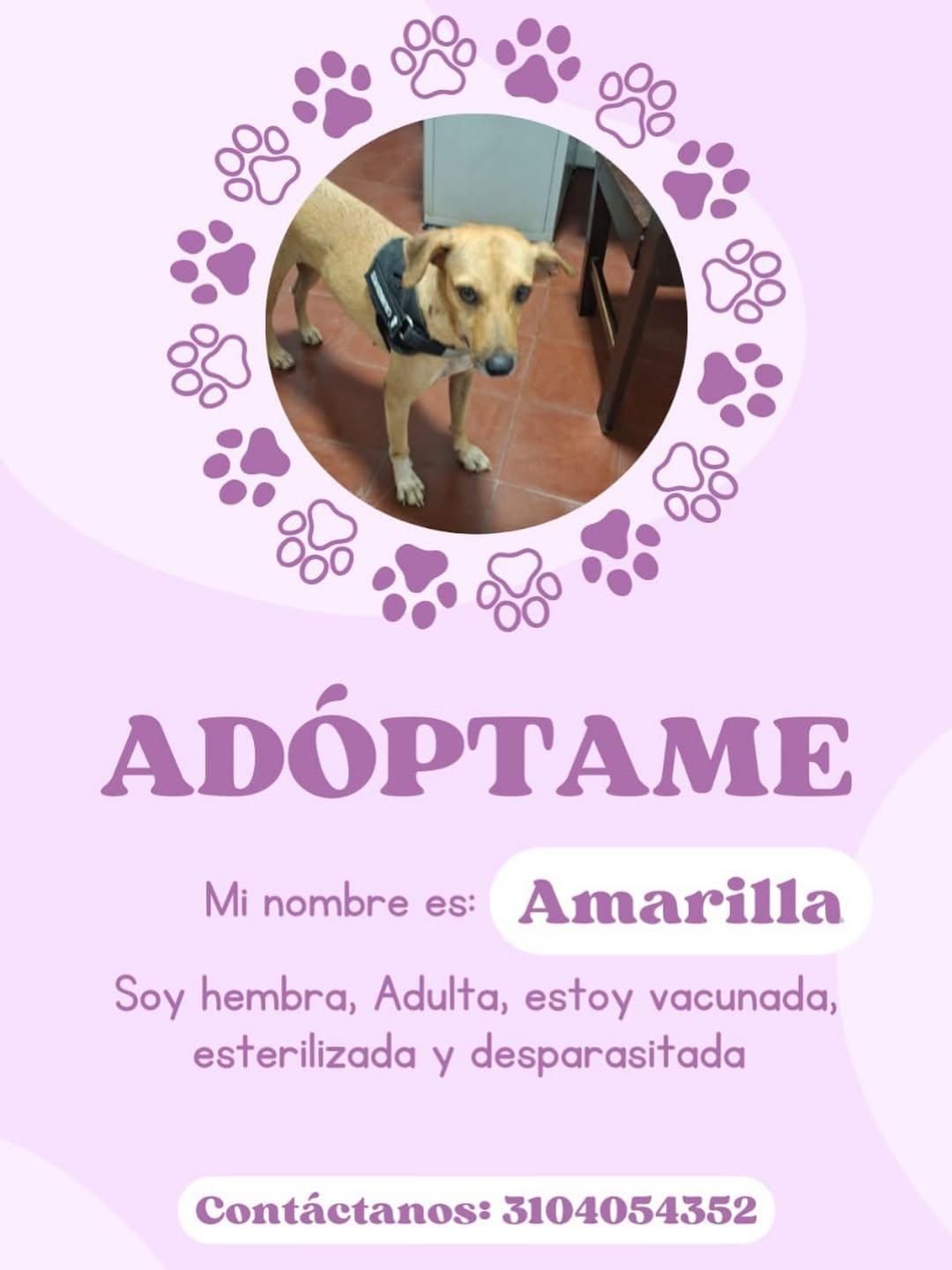 Amarilla