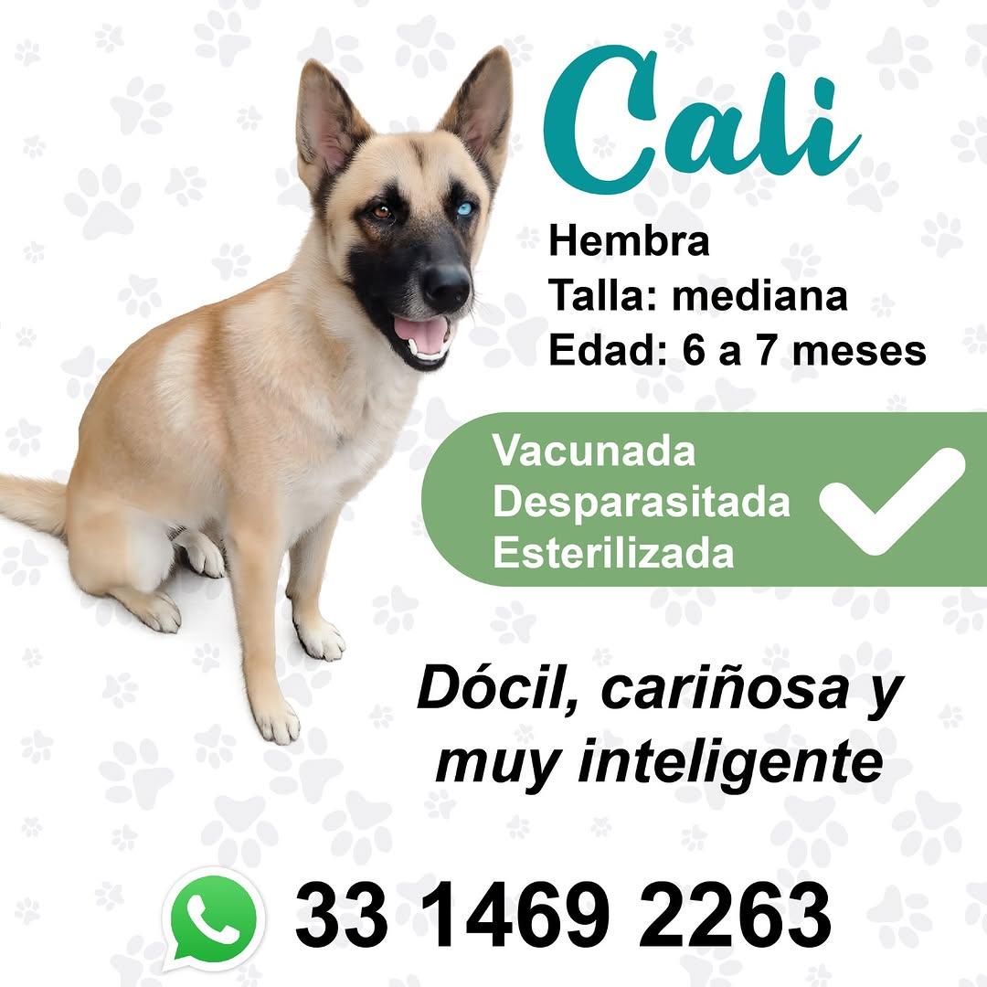 Cali