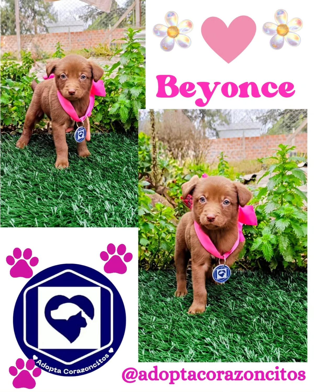 Alba, Beyoncé, Vaquita +8 (2/11)