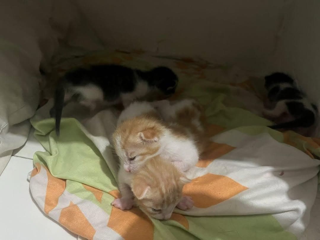 5 animalitos