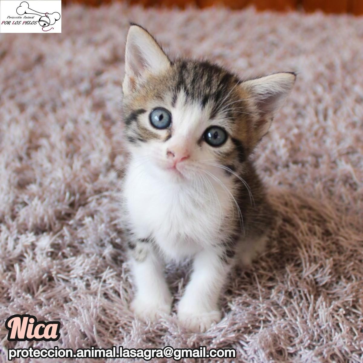Nica, Paco, Dana +1 (2/17)