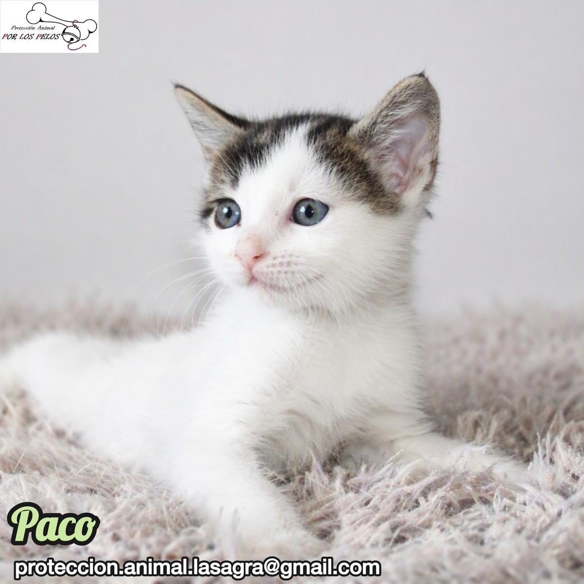 Nica, Paco, Dana +1 (11/17)