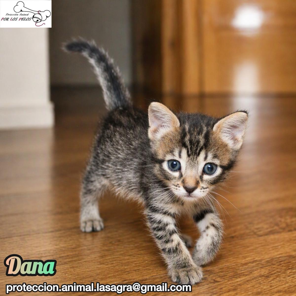 Nica, Paco, Dana +1 (12/17)