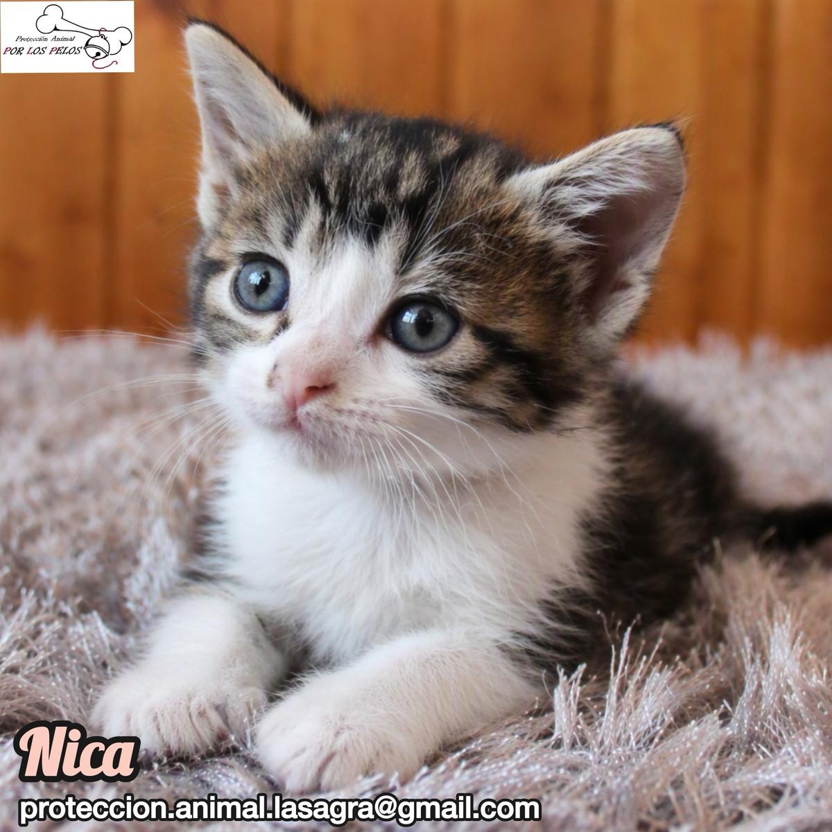 Nica, Paco, Dana +1 (14/17)
