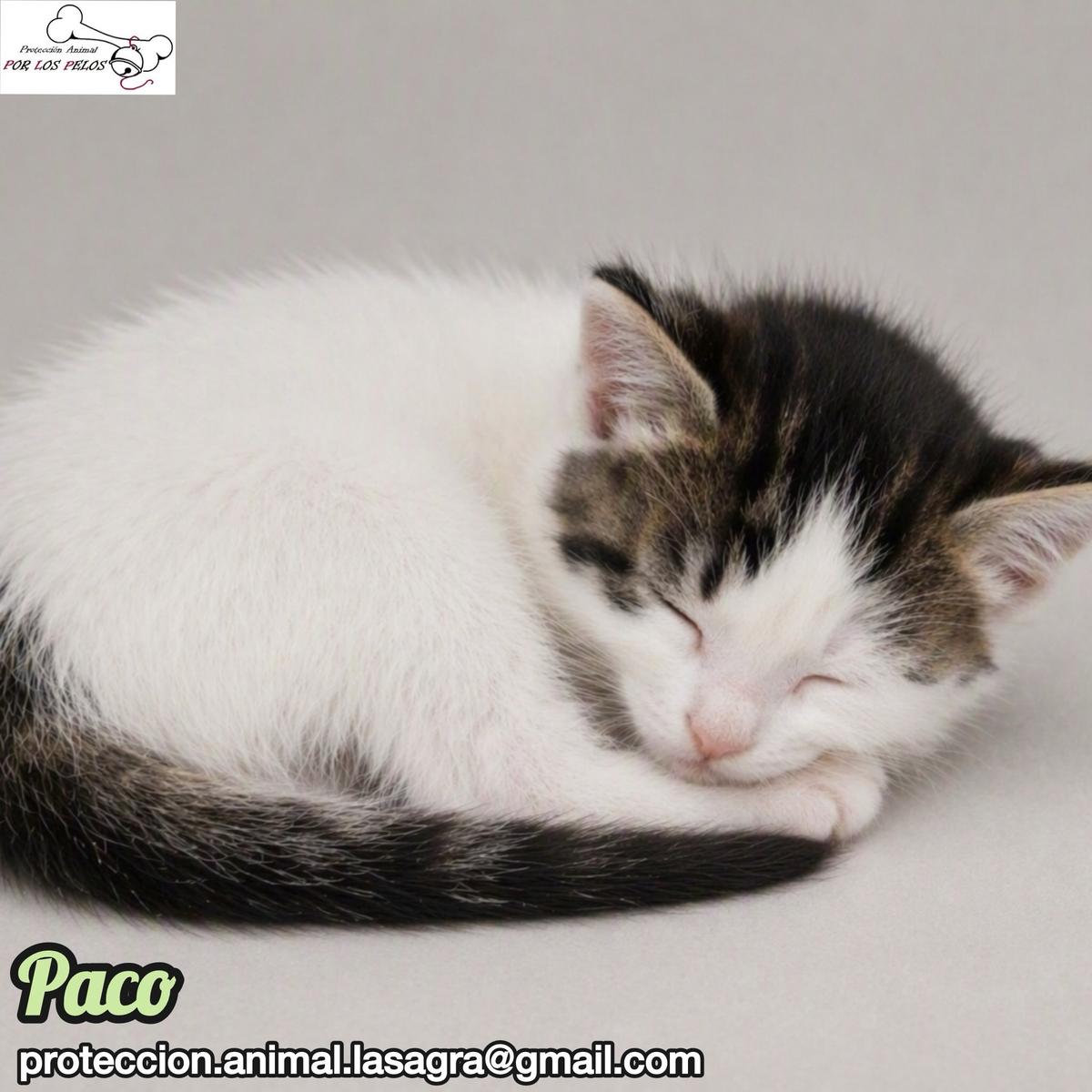 Nica, Paco, Dana +1 (15/17)
