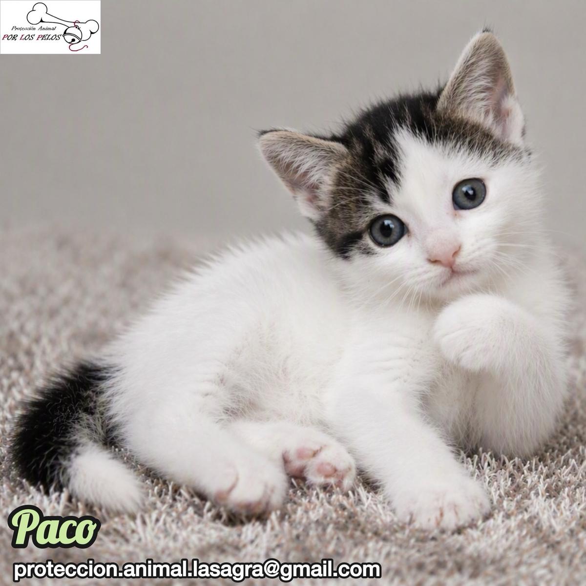 Nica, Paco, Dana +1 (4/17)