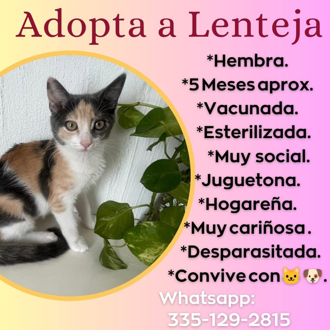 Lenteja