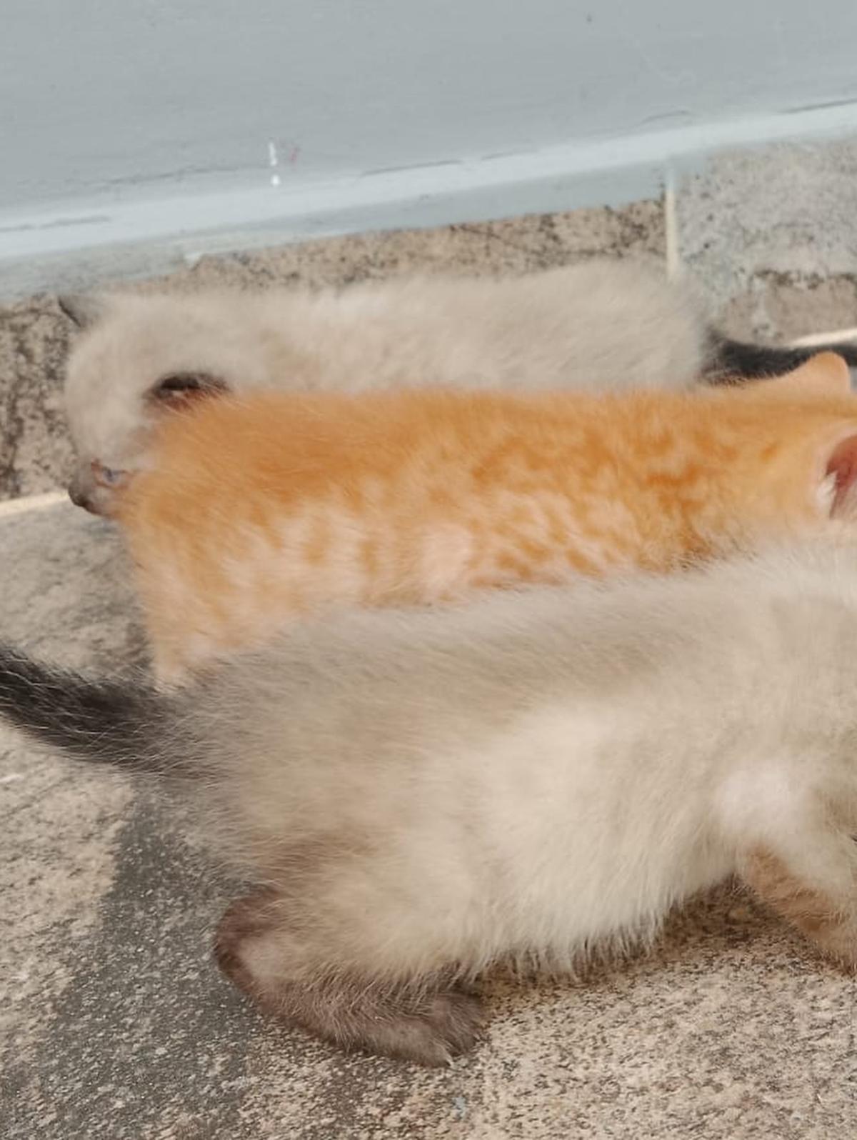 5 animalitos (13/17)