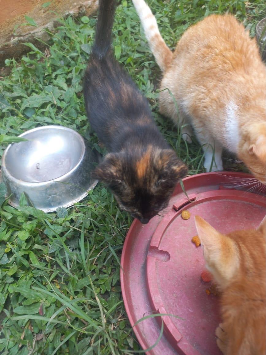 5 animalitos (15/17)
