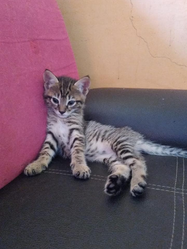 5 animalitos (16/17)
