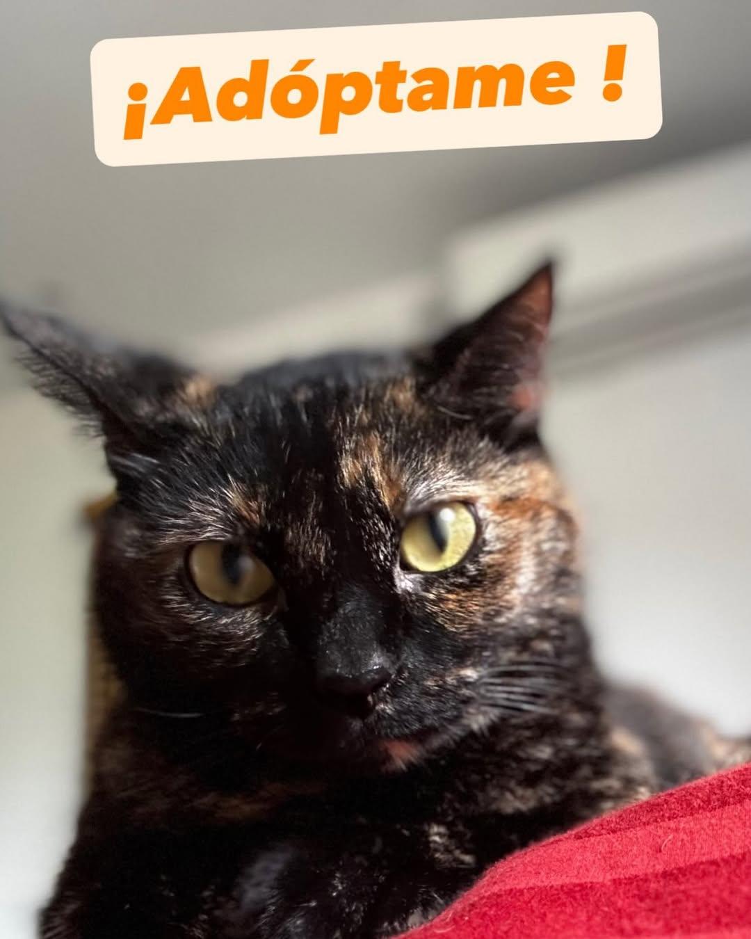 Catrina