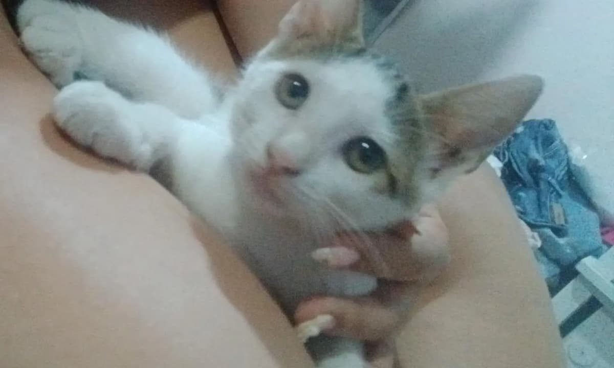 2 animalitos (2/3)