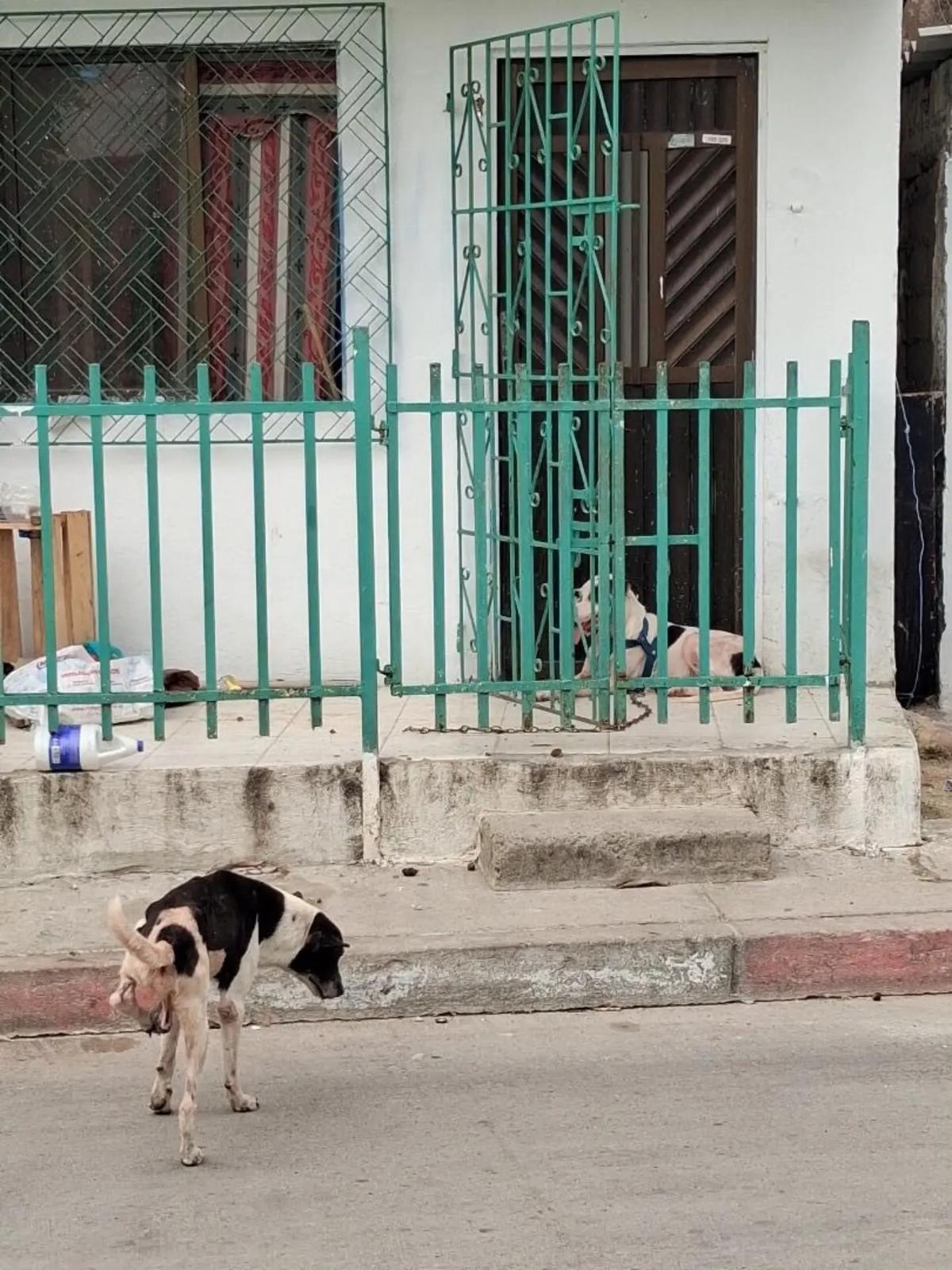 2 animalitos (3/3)