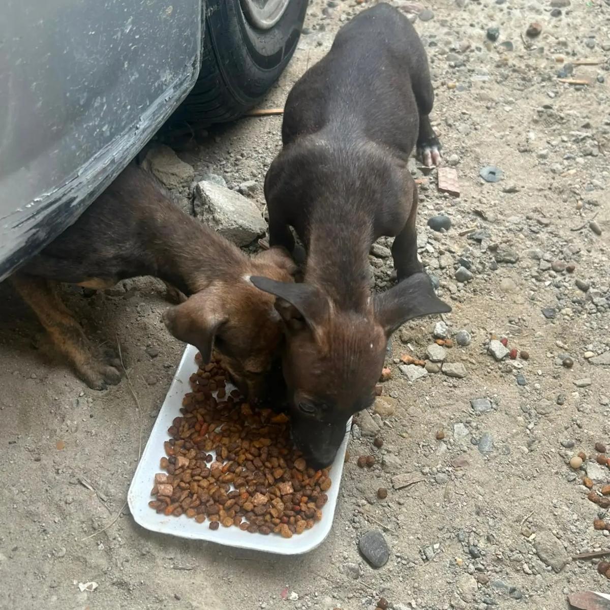 2 animalitos (1/3)