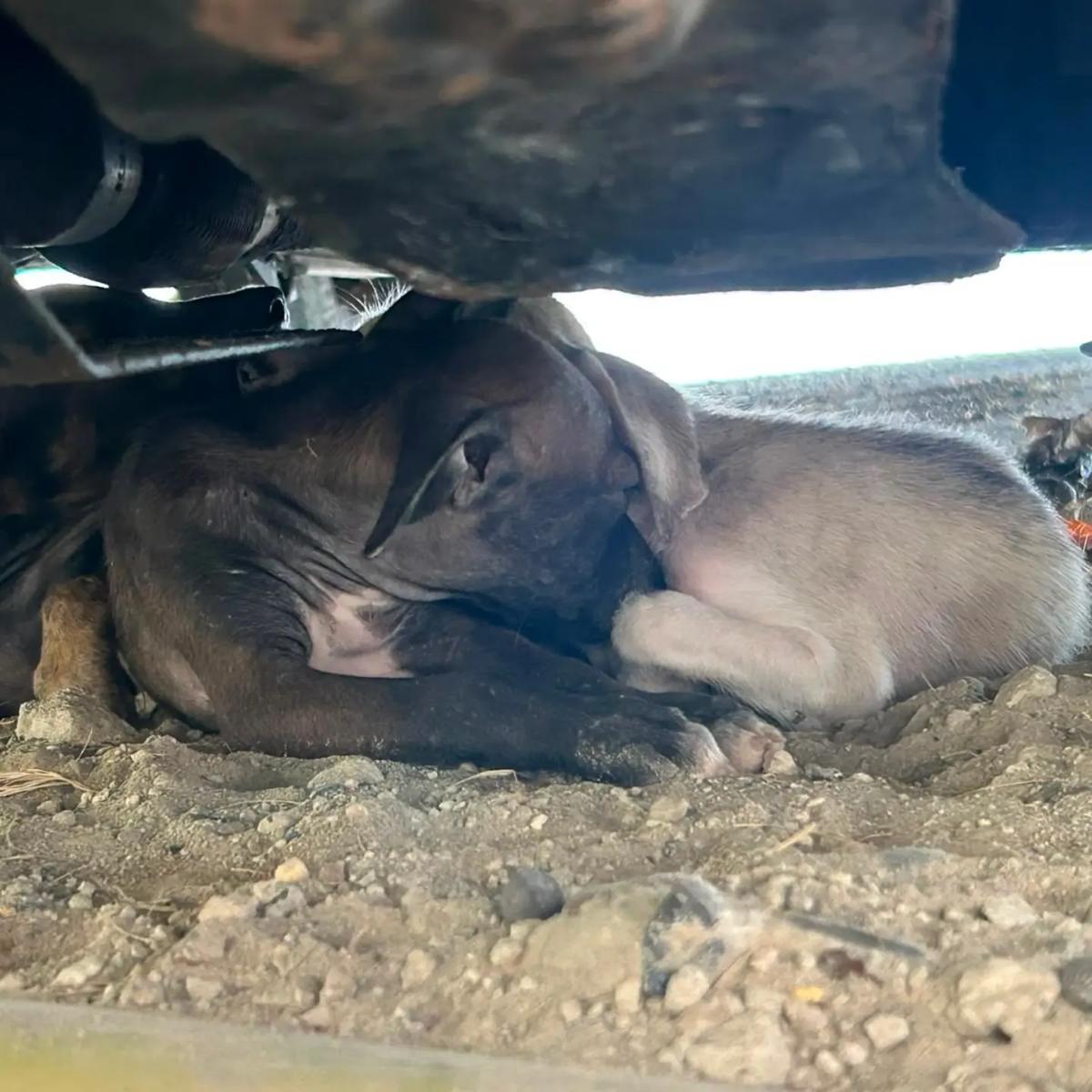 2 animalitos (3/3)