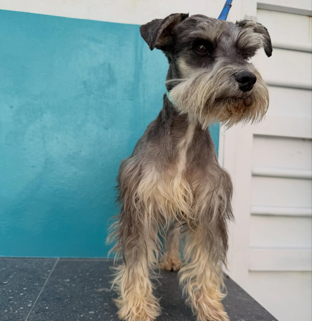 Fritz (4/6)