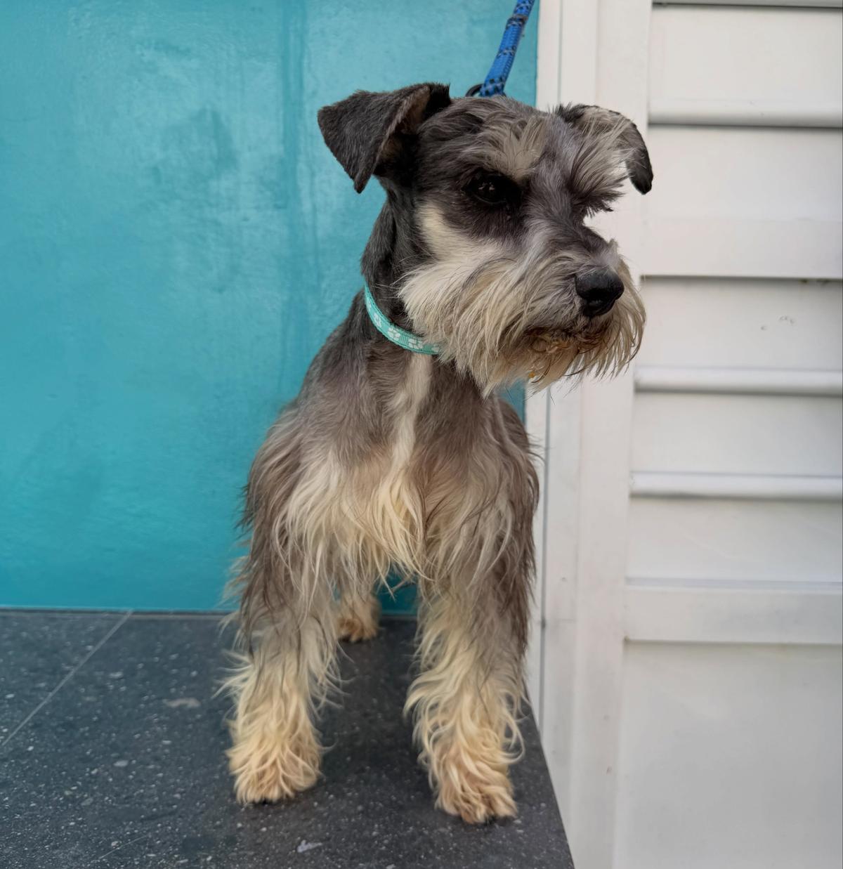 Fritz (6/6)