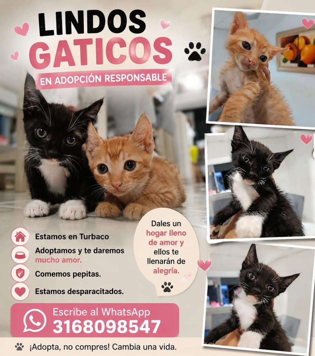 3 animalitos