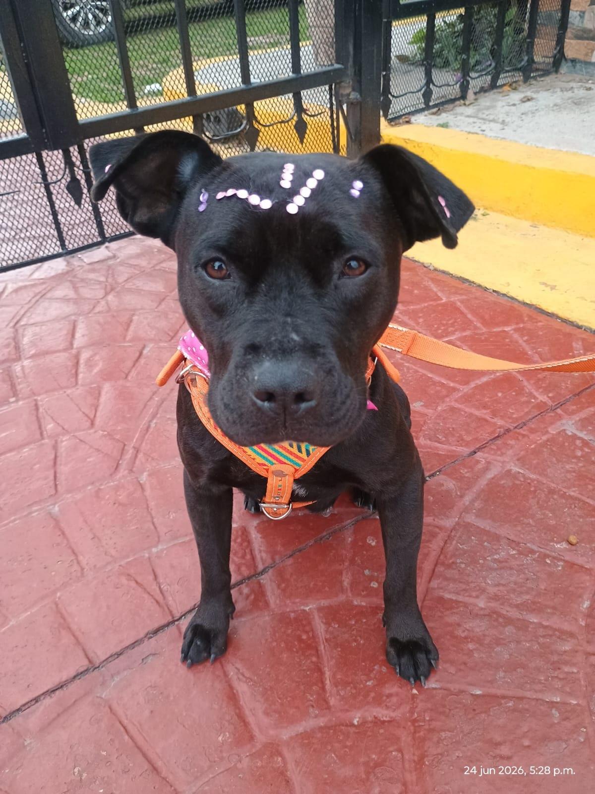 Bailey (3/6)