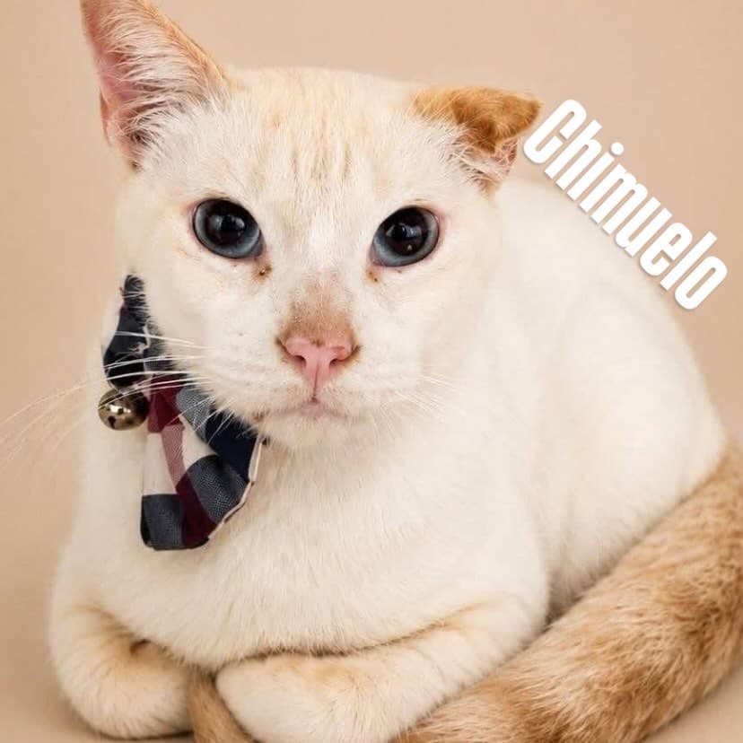 Chimuelo, Wanda (4/10)