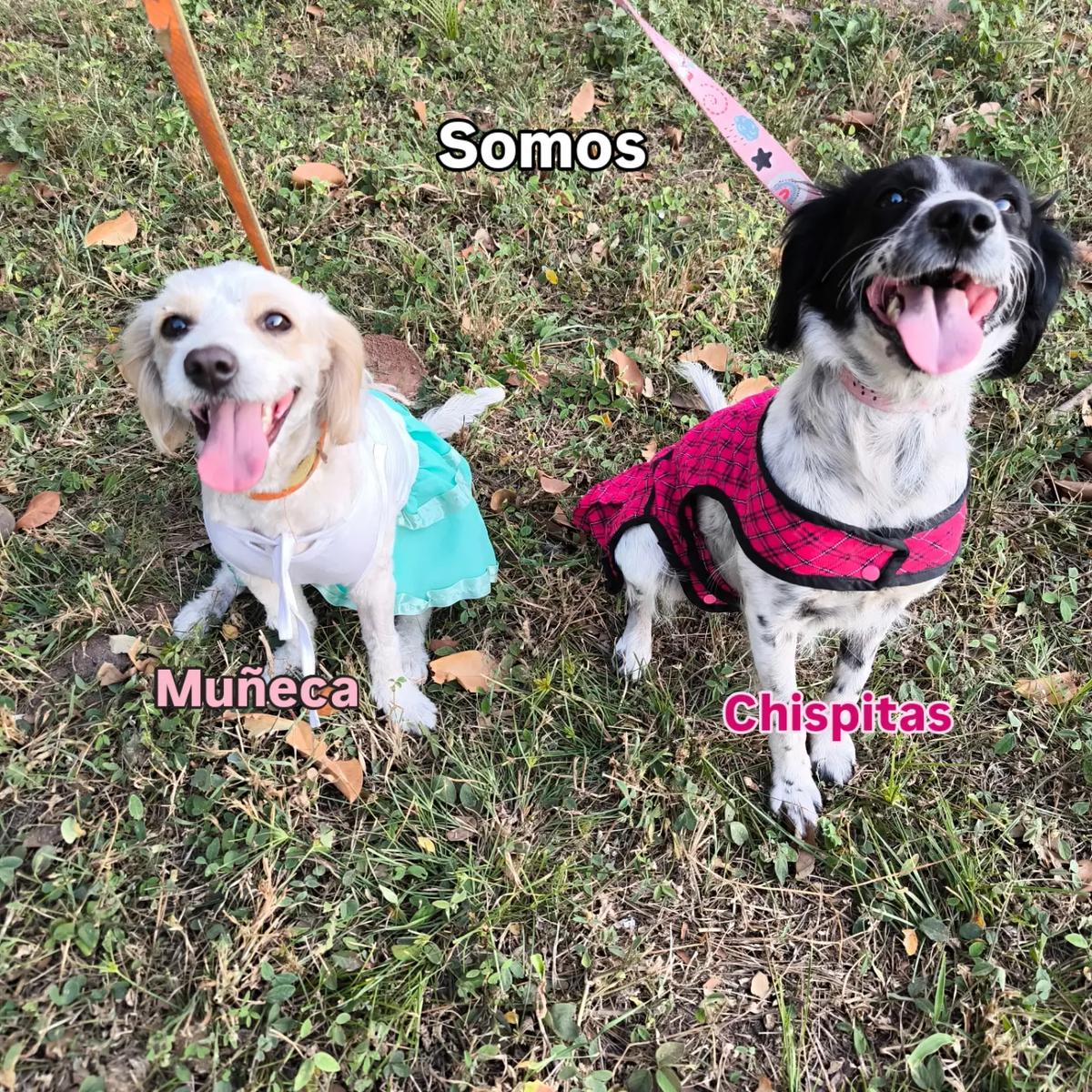Chispitas, Muñeca (1/9)